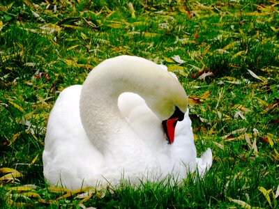 Bird nature pride
