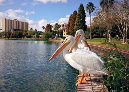 Nature bird wildlife