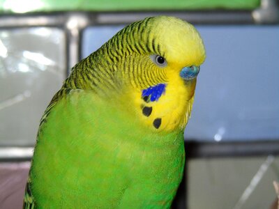 Green yellow natural color