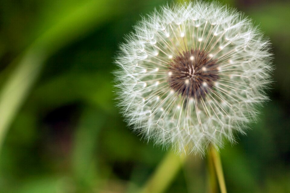 Green nature plant