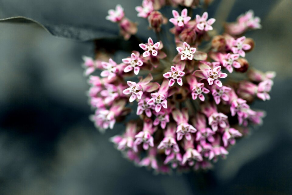 Plant garden decoration