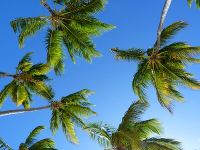 Trees caribbean palm photo