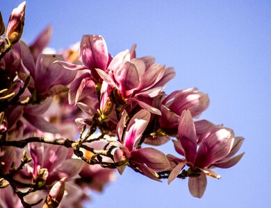 Bloom spring pink photo