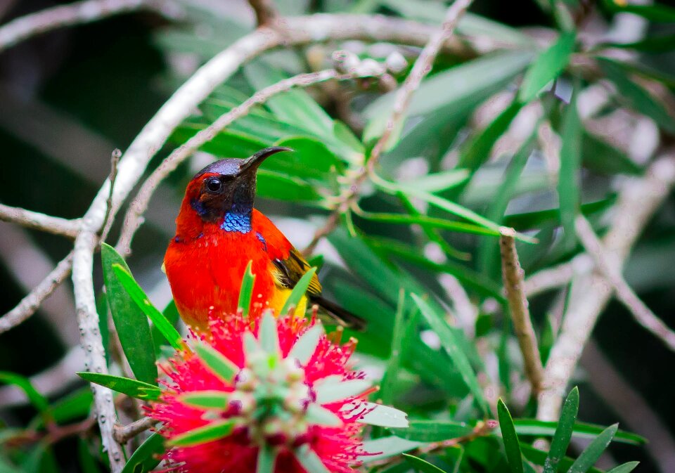 Red feather crimson sunbird small