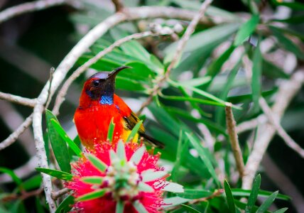 Red feather crimson sunbird small