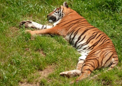 Tiger animal nap photo