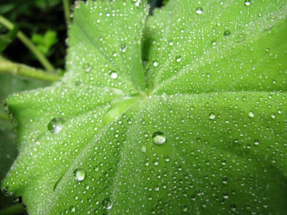 Leaf wet freshness