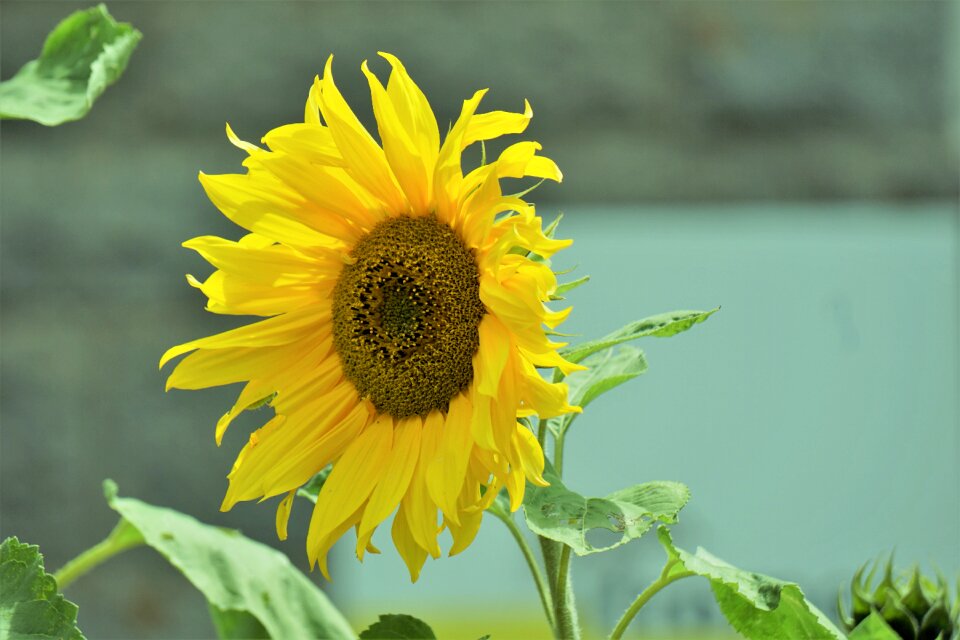 Petal nature big flower