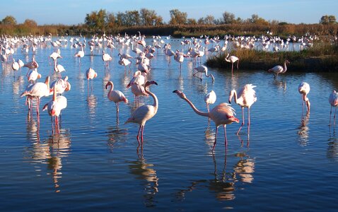Nature bird camargue