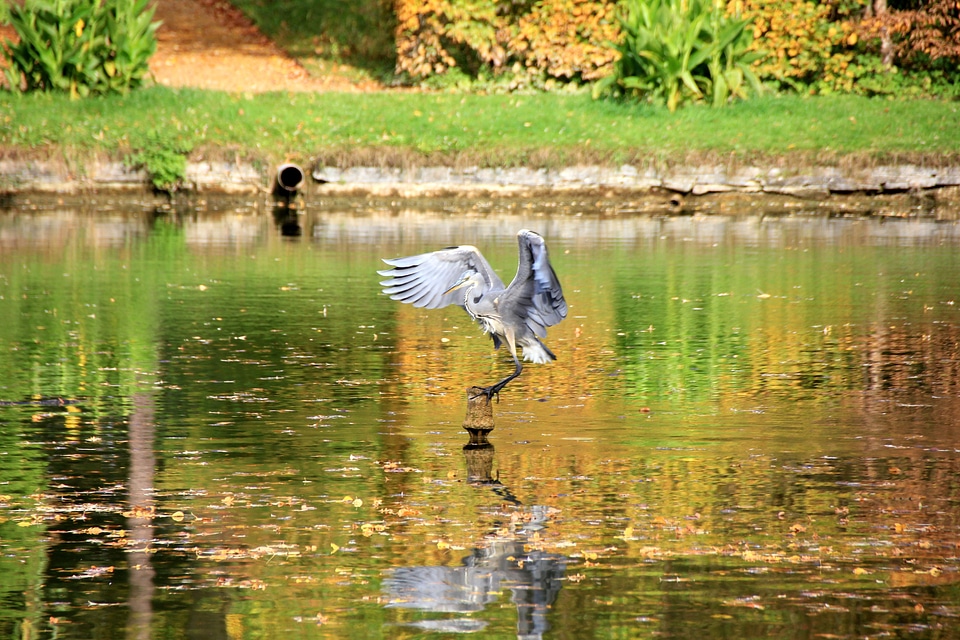 Pond mirroring animal