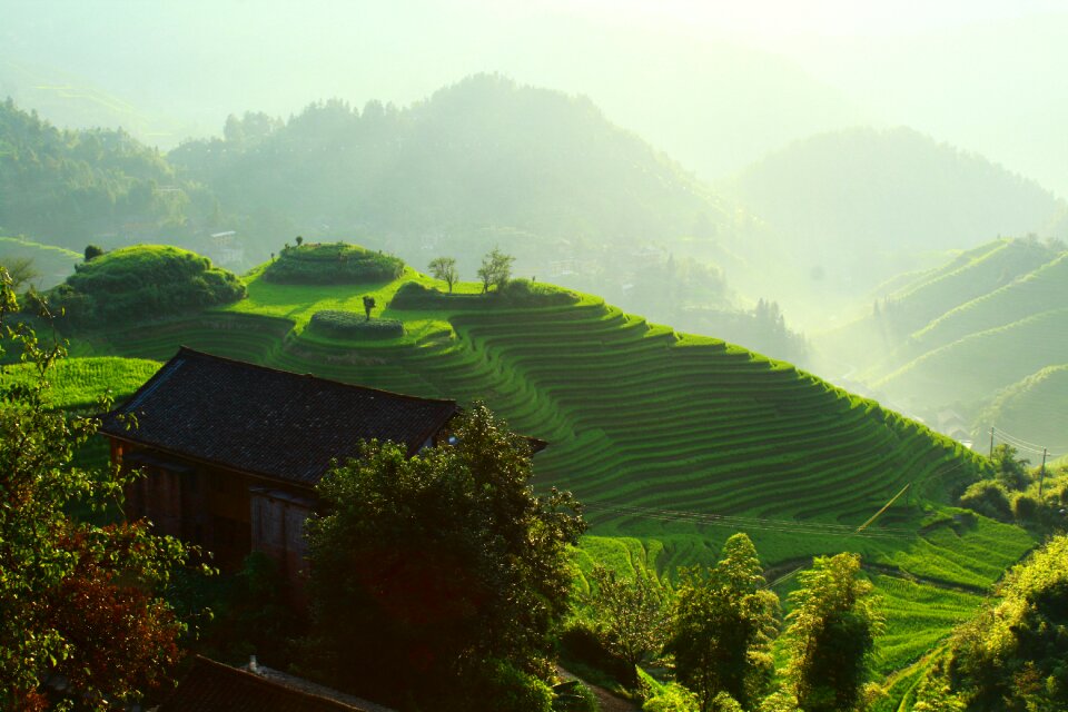 Nature grass summer