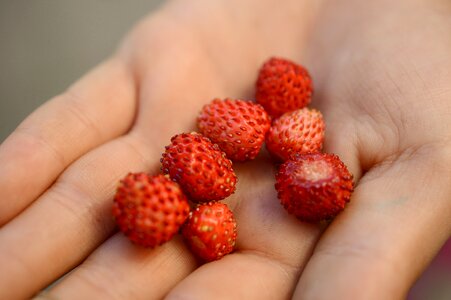 Hand summer berries