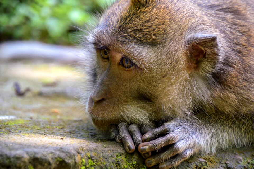 Ubud monkey forest monkey