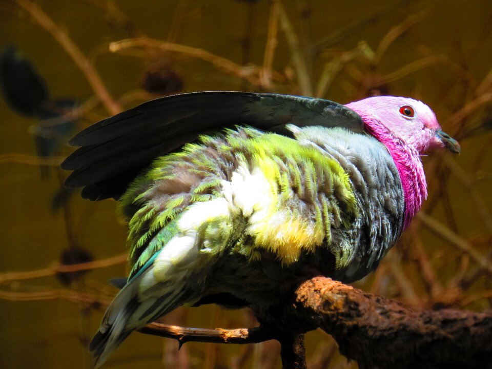 Bird colorful plumage