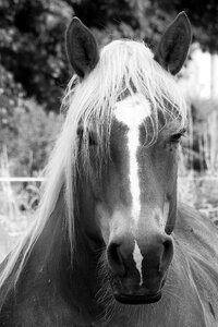 Pferdeportrait black and white horse head photo