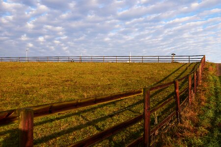 Green grass meadow photo