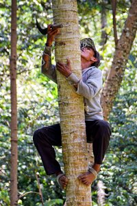 Man coconut tree harvest