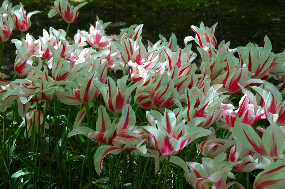 Tulips flowers holland