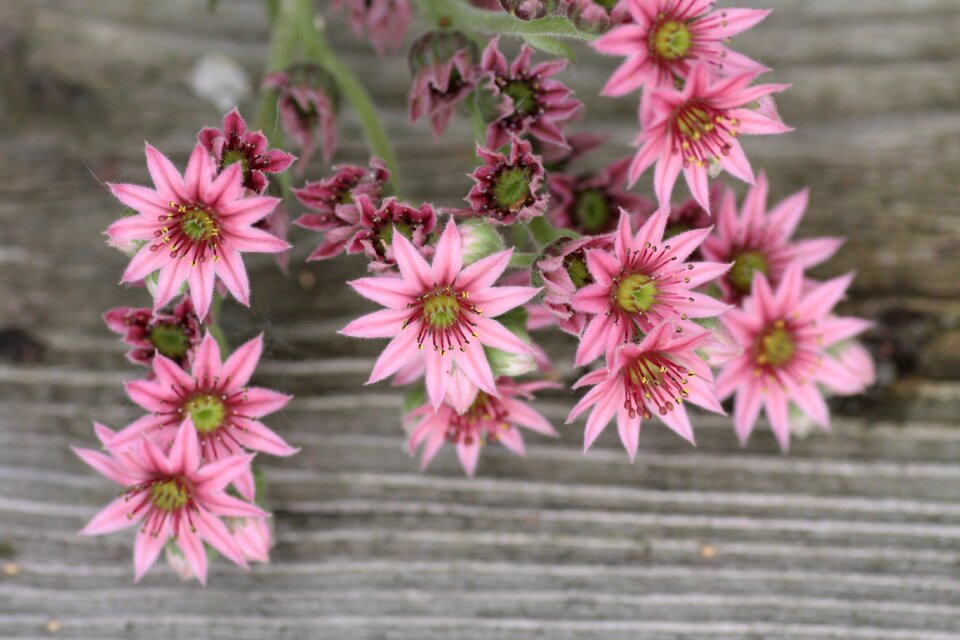 Plant nature close up