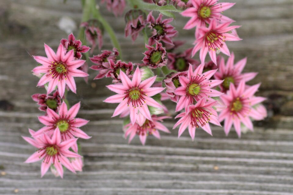 Plant nature close up photo