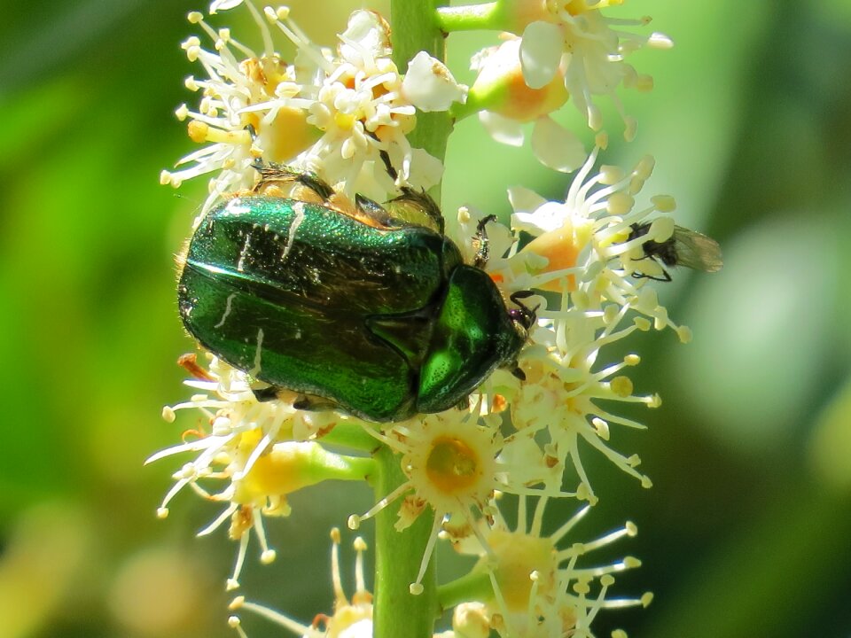 Insect green iridescent