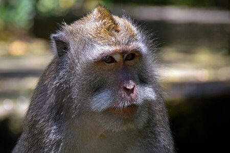 Ubud monkey forest monkey