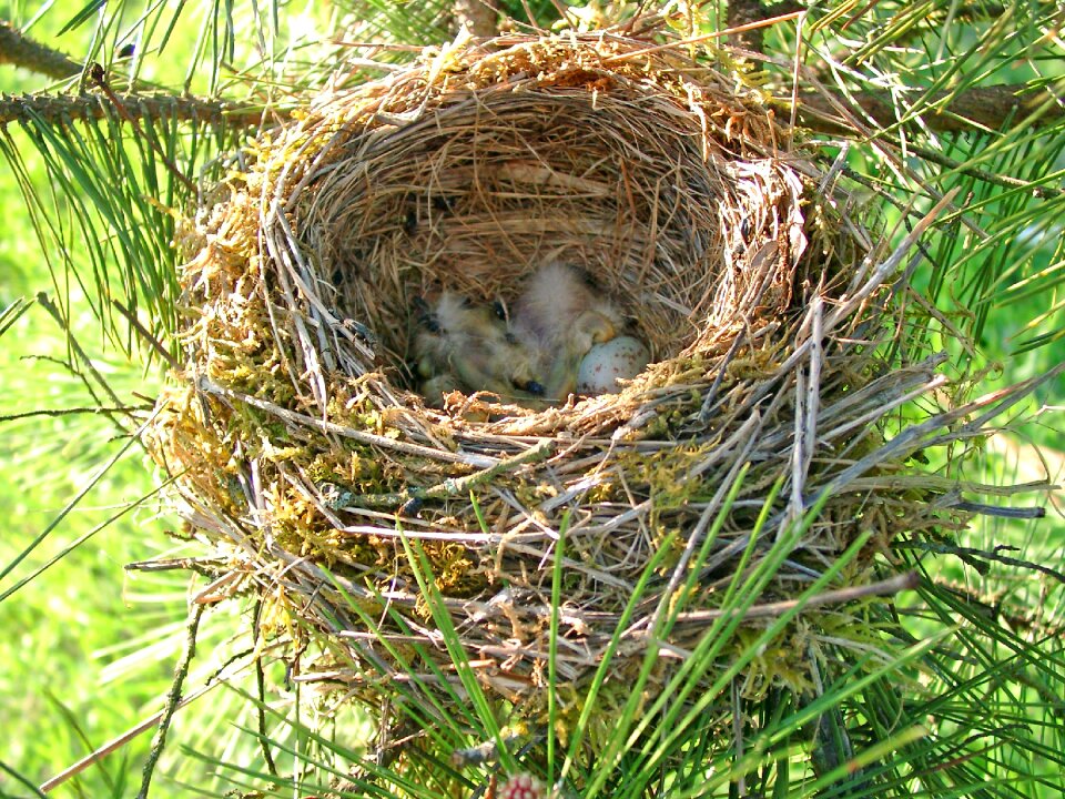 Ponte bird's nest nature