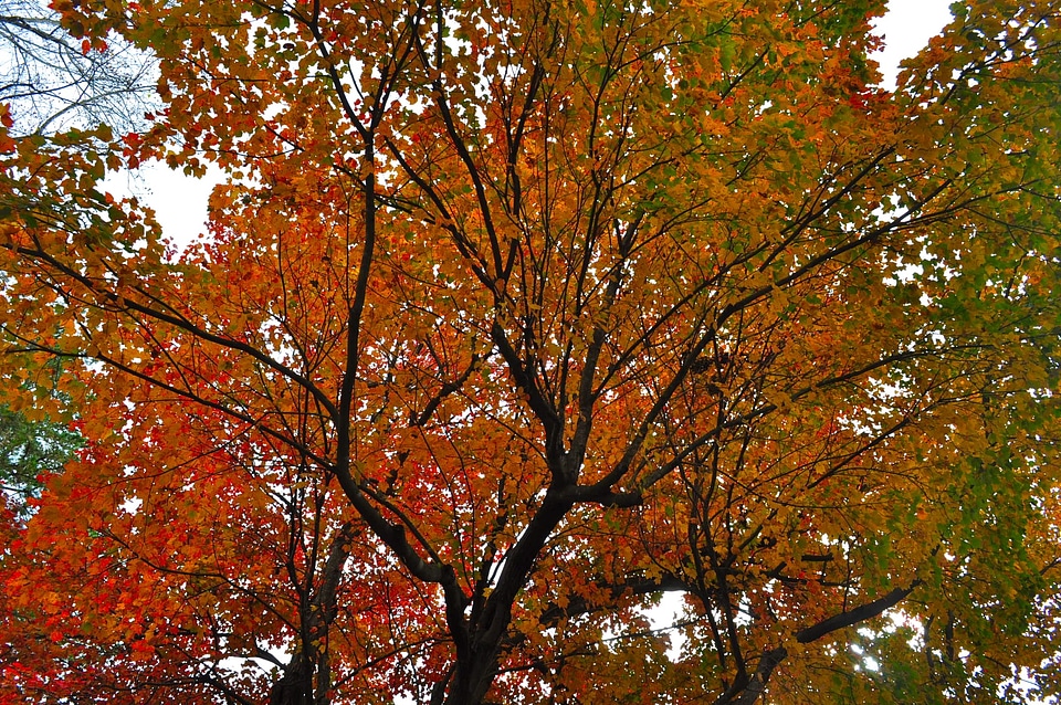 Tree fall leaves colorful