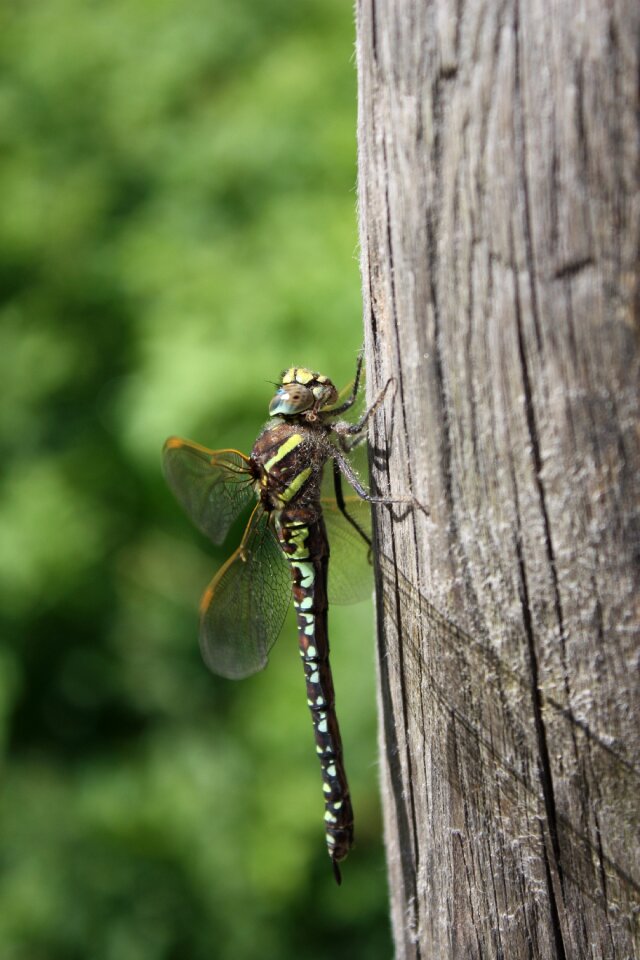 Dragonfly insect tree