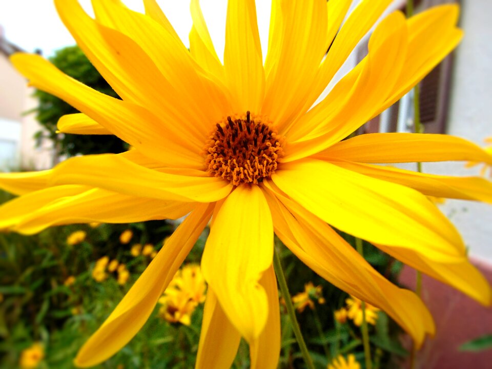 Bloom summer yellow flower