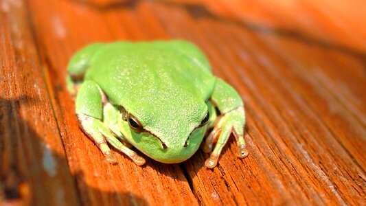 Frog france rennet