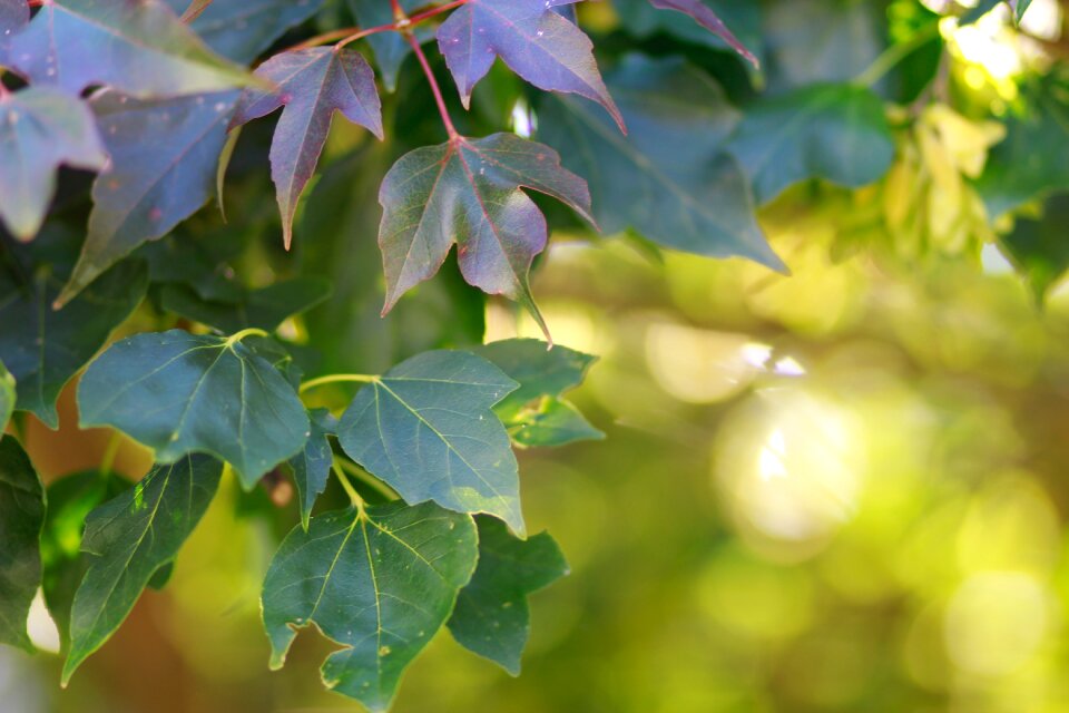Tree spring natural