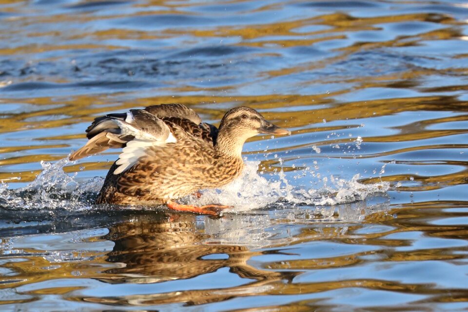 Waterbird bird lake