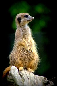 Zoo nature cute