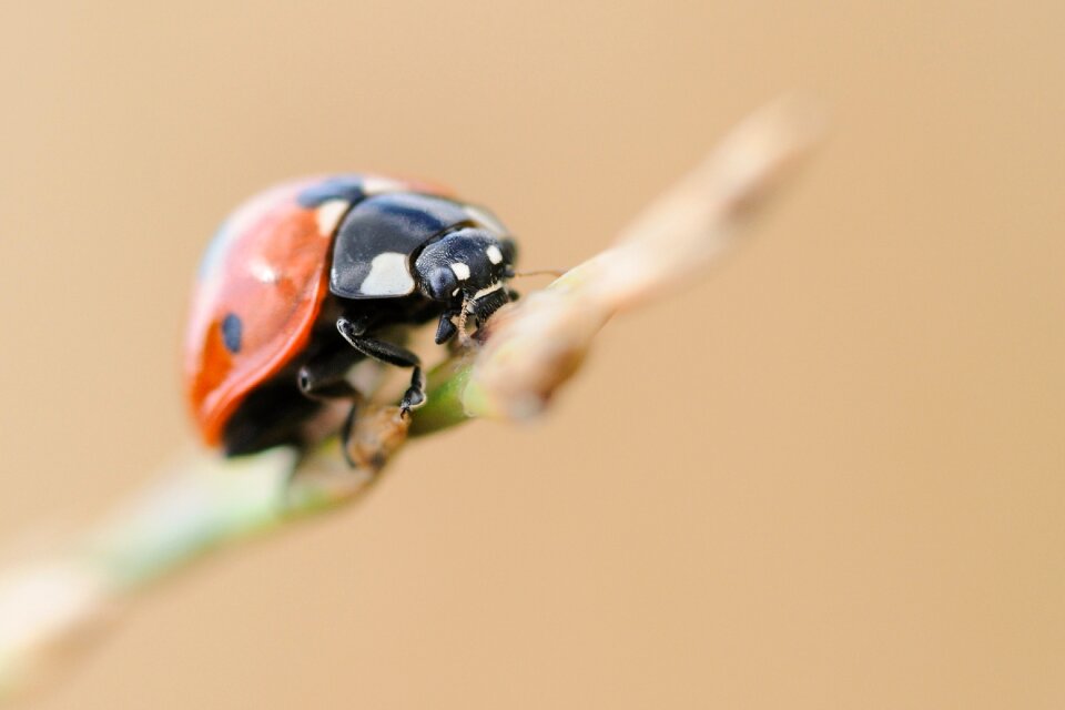 Ladybug insect macro