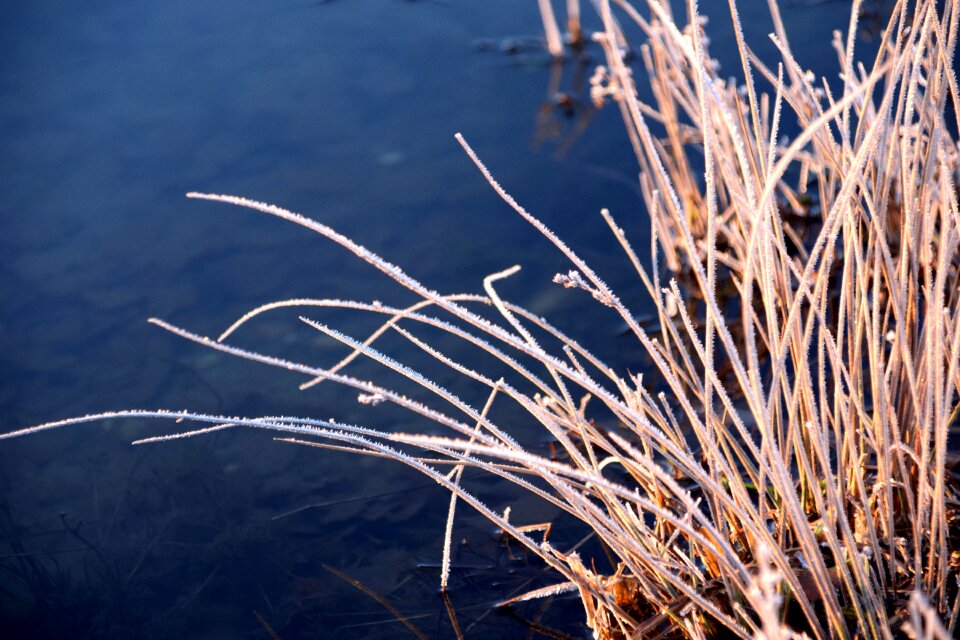 Frost nature iced