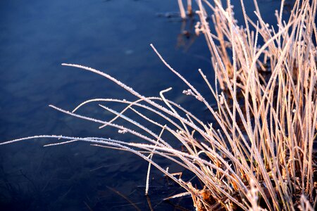 Frost nature iced photo