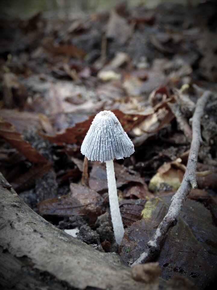 Coprin forest fall