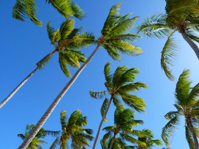 Trees palm caribbean