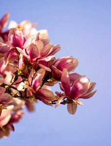 Spring tree flower photo