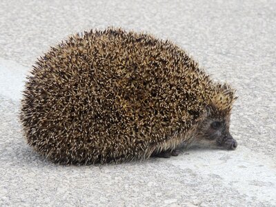 Hedgehog animal spines
