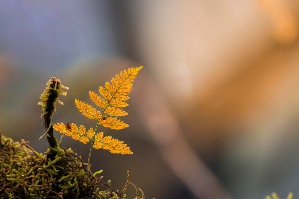 Autumn leaves autumn nature
