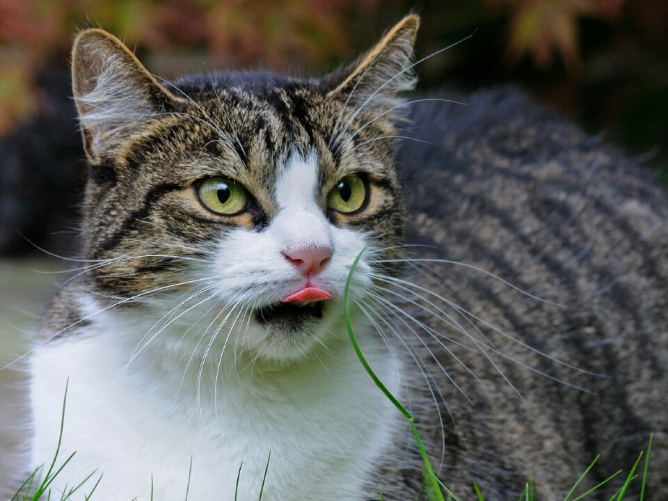 Cat feline animal