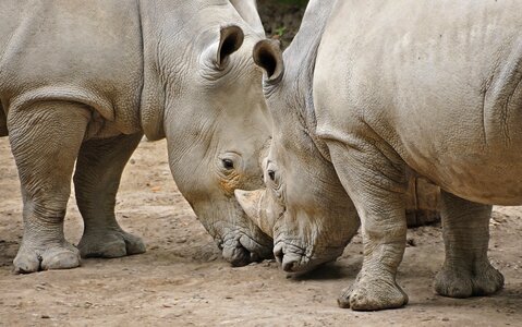 Animal head-to-head zoo