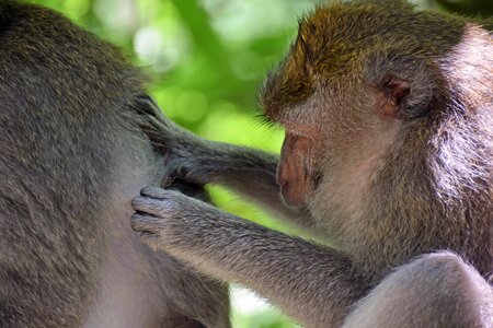 Ubud monkey forest ape photo