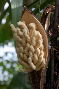 Garden worms botany photo