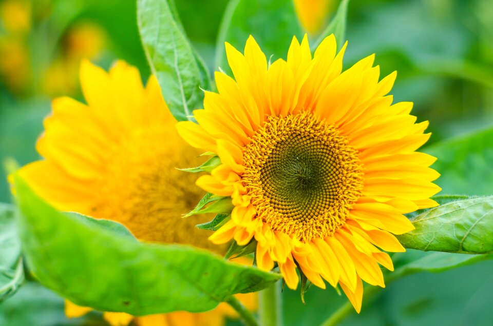 Sunflower yellow plant