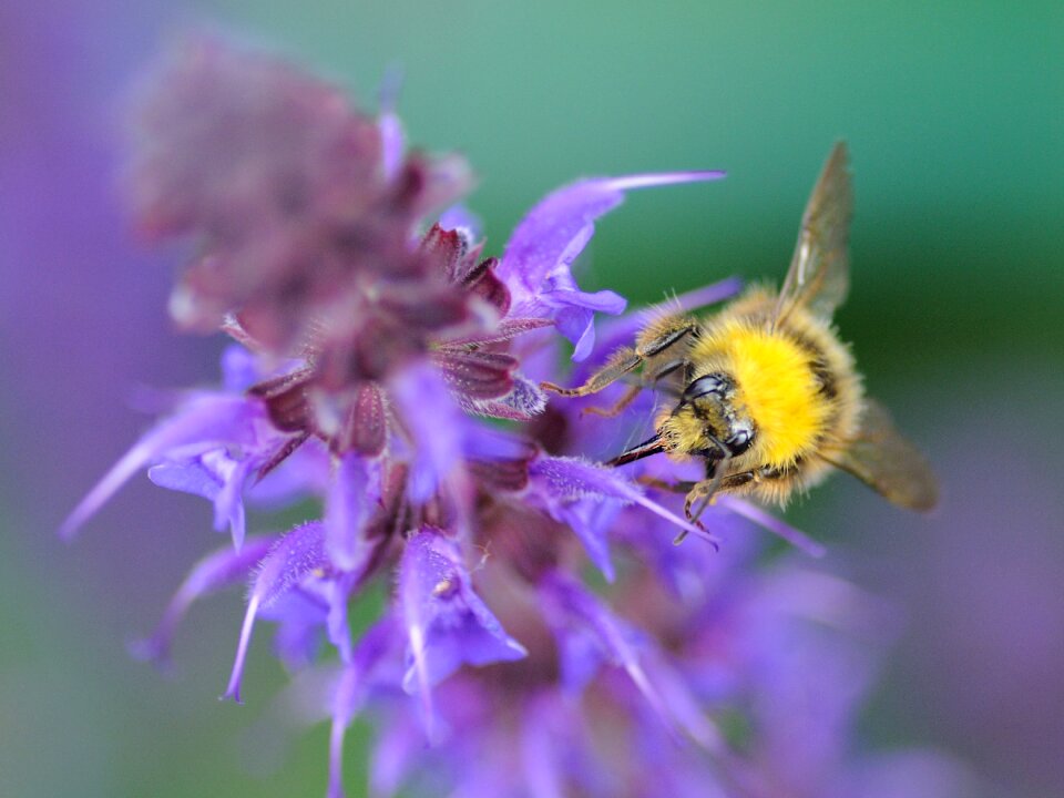 Forage macro insect