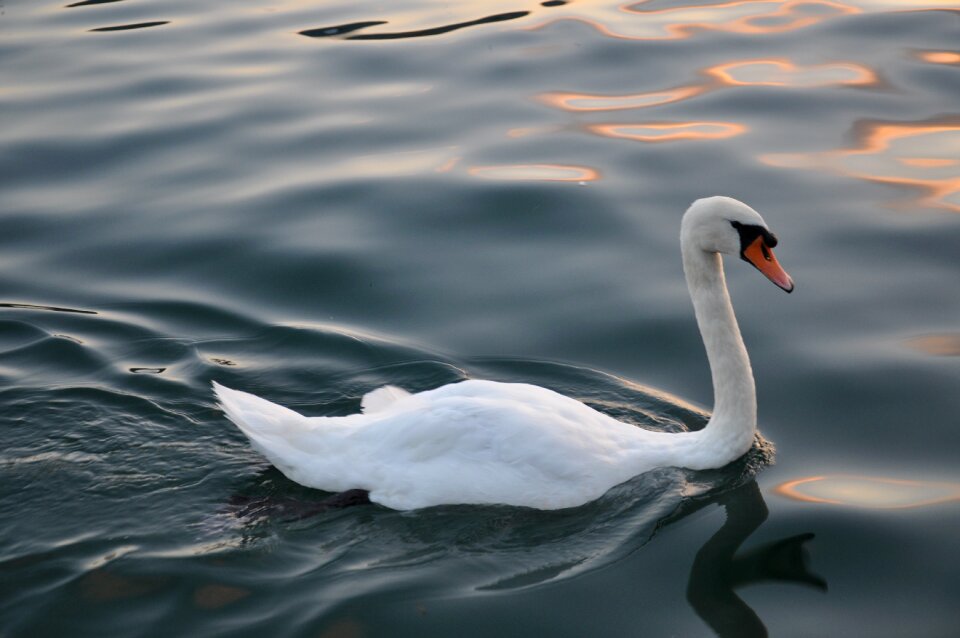 Nature water graceful
