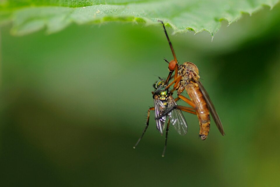 Fly hangman macro